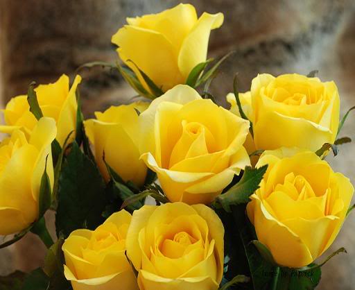 Rosas Amarelas 3-1
